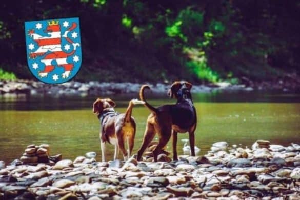 Zwei Hunde stehen an einem Flussufer, über ihnen inst das Wappen von Thüringen.