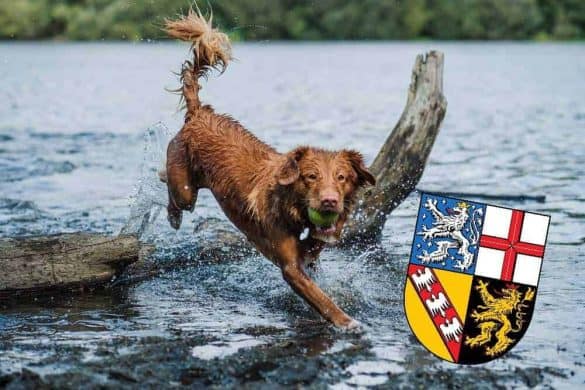 Hund springt ins Wasser, im Vordergrund ist das Wappen von Saarland.