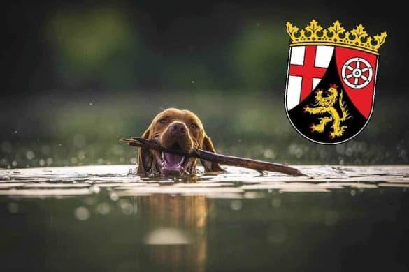 Ein Hund schwimmt mit einem Stöckchen im See, darüber das Wappen von Rheinland-Pfalz.