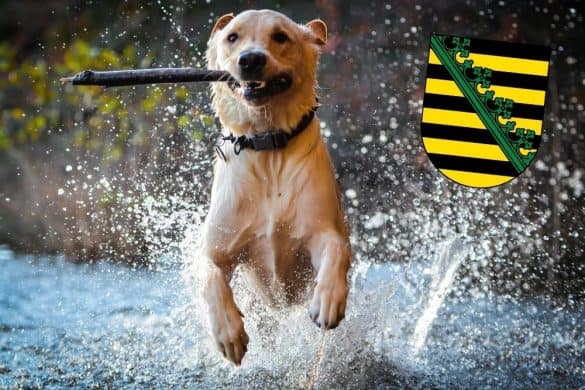Ein Hund mit STöckchen im Maul rennt durch das Wasser eines Sees oder Baches, oben rechts ist das Wappen von Sachsen zu sehen.