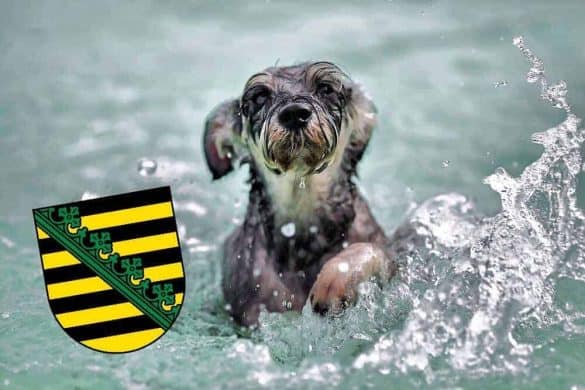 Ein Hund im Wasser mit einem Wappen von Sachsen daneben.