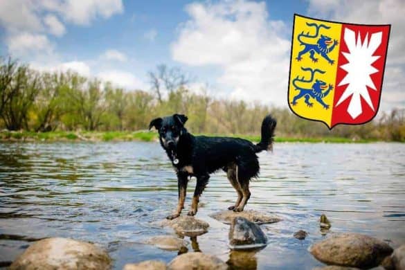 Ein junger Hund steht in einem Flusslauf auf einem Stein, rechts oben ist das Wappen von Schleswig-Holstein.