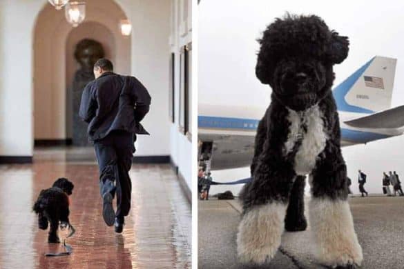 Links ist ein Bild von Barack Obama und Bo zu sehen, wie sie einen Gang entlanglaufen, rechts sitzt Bo vor der Air Force One.