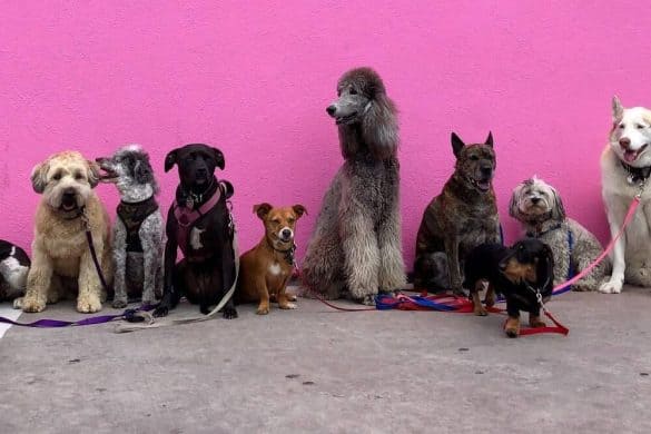10 Hunde sitzen vor einer rosaroten Hausmauer.