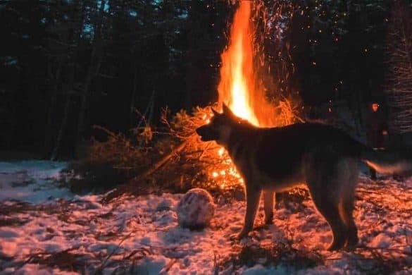 Ein Hund steht vor einem Lagerfeuer und starrt in die Flammen.