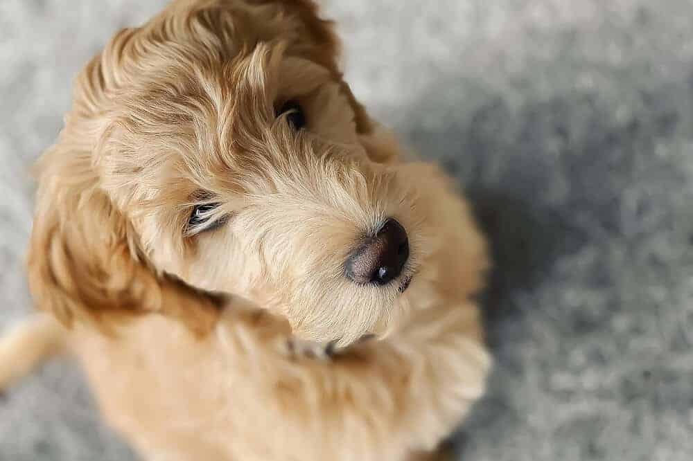 Goldendoodle sitzt und schaut freundlich in die Kamera – beliebte Doodle Hunderasse