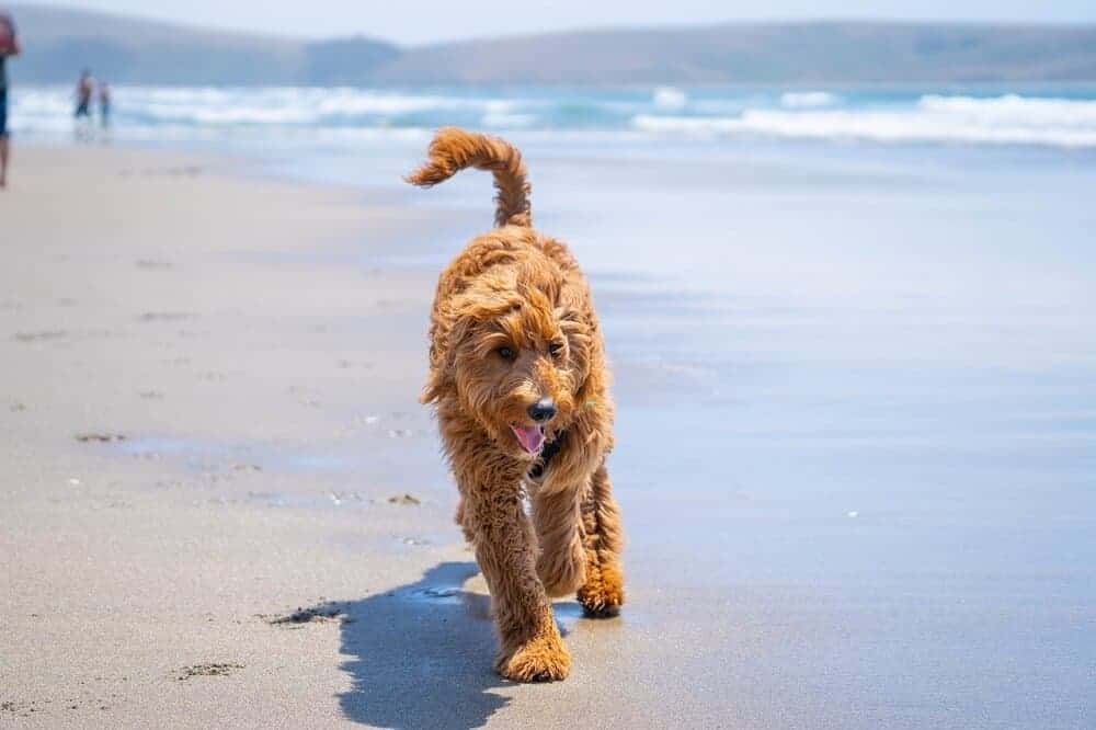 Ein Goldendoodle geht zwischen Meer und Strand spazieren.