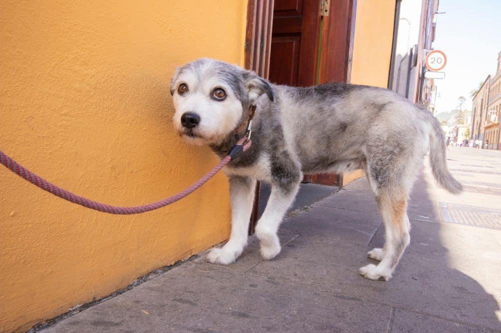 Ein Hund geht mit geducktem Kopf an der Leine, scheinbar hat er Schmerzen aufgrund von Ellbogendysplasie.