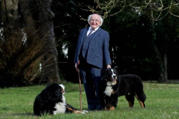 Die beiden Hunde des irischen Präsidenten Michael D. Higgins sind Berner Sennenhunde.