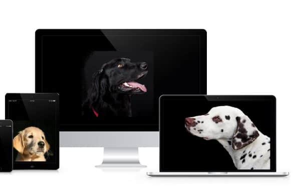 Auf einem Laptop-Bildschirm, einem Tablet und einem PC sind drei verschiedene Hunde zu sehen.