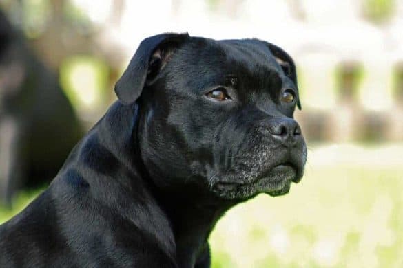 Ein schwarzer American Staffordshire Terrier.