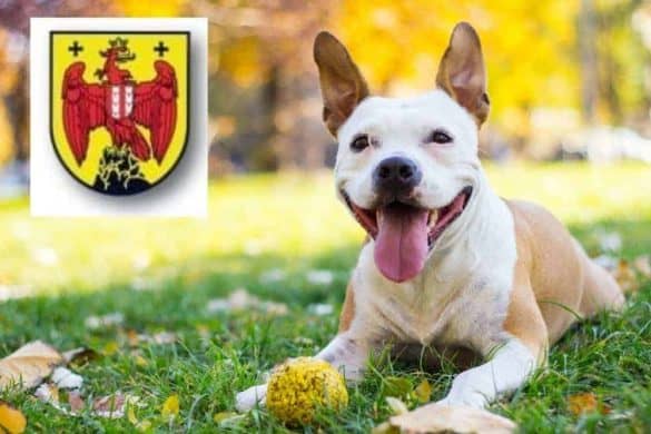 Ein weiß-beiger Hund liegt auf einer Wiese, streckt seine Zunge heraus und hat einen gelben Ball vor sich liegen. In der linken Fotoecke ist das Wappen Burgendlands zu sehen.