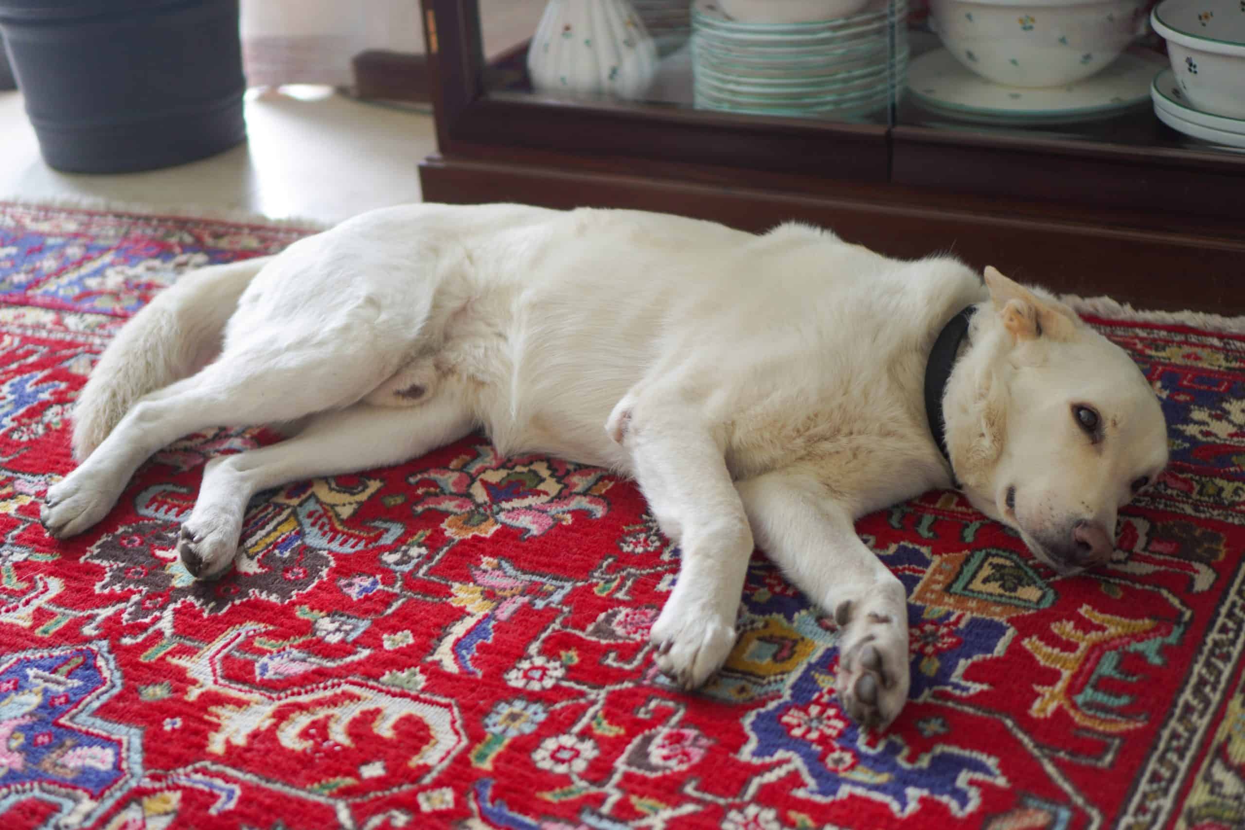 Hündin Cora liegt auf einem bunten Teppich und entspannt.