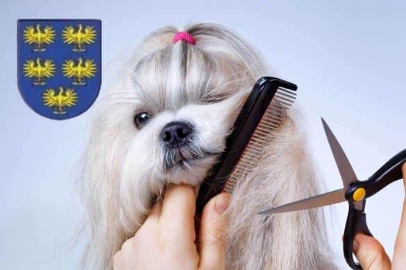 Einem kleinem weiß-grauem Hund werden die Haare im Gesicht mit einer Schere geschnitten. In der linken Fotoecke sieht man das Wappen Niederösterreich.