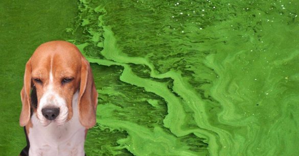 Ein traurig dreinblickender Hund ist vor einem Bild von mit Blaualgen verseuchtem Wasser zu sehen.