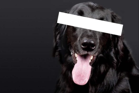 Ein schwarzer Hund mit einem weißen Balken über den Augen.