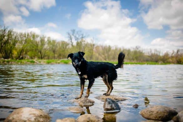 Ein Hund steht an einem Gewässer auf einem Stein und schaut besorgt ins Wasser.