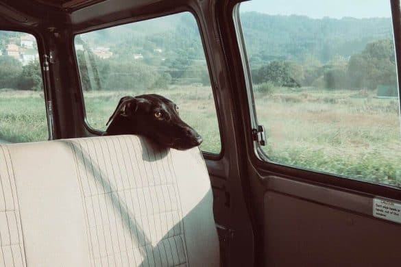 Ein Hund schaut über den Rücksitz eines Autos.