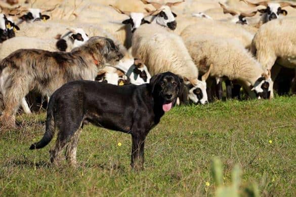 Zwei Hunde (keiner davon Tilly) stehen vor einer Herde Schafe.