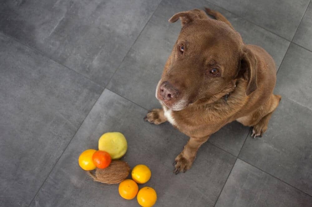 Ein Hund sitzt vor einem kleinen Haufen Obst und schaut in die Kamera.