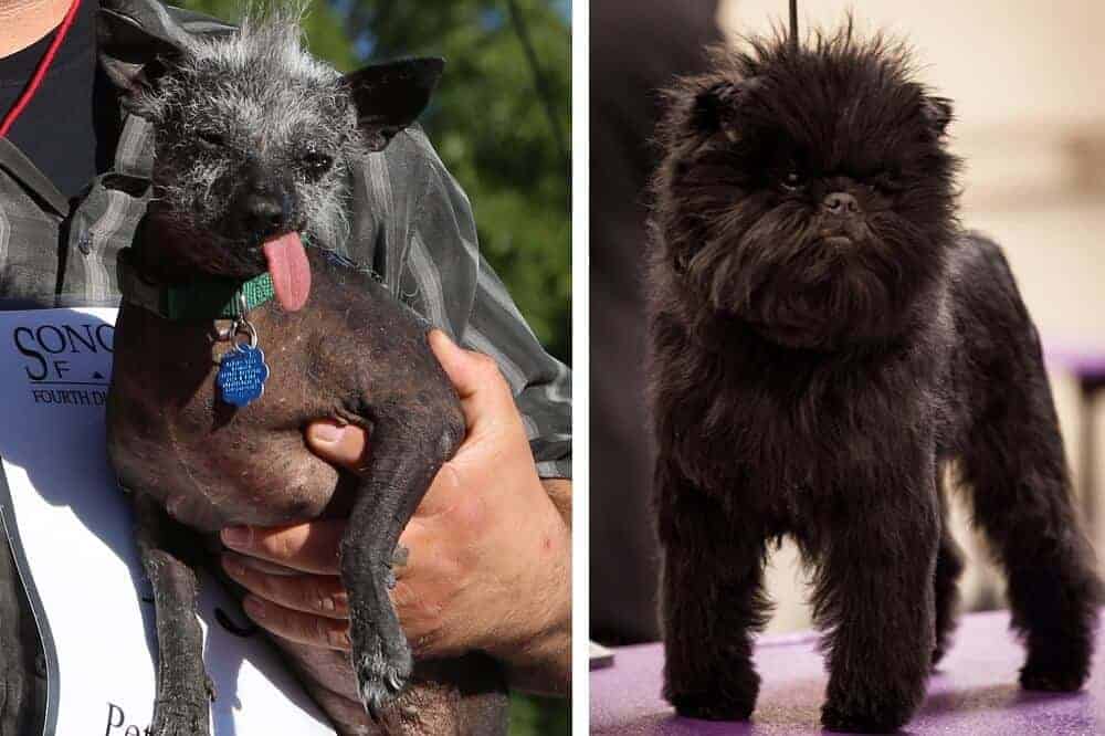 Links ist der hässlichste Hund 2013 zu sehen, rechts der schönste Hund 2013.