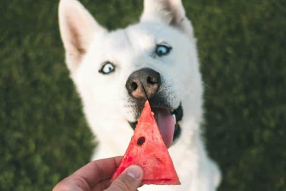 Ein weißer Akita leckt ein Stückchen Wassermelone ab.