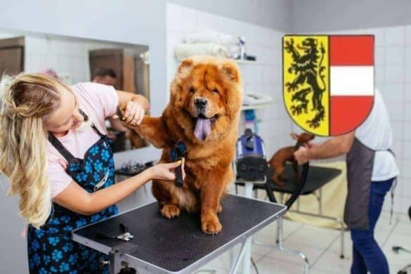 Ein Chow-Chow sitzt beim Hundefrisör und wird gerade geschoren. In der rechten Fotoecke sieht man das Salzburger Wappen.