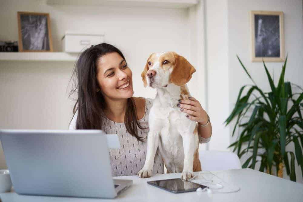 Frau sitzt zusammen mit ihrem Beagle vor einem Laptop