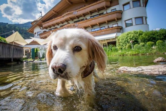 Hund steht im Teich und im Hintergrund sieht man das Hotel Magdalena.
