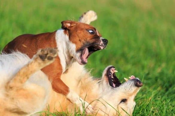 Zwei Hunde befinden sich im Kampf auf einer Wiese.