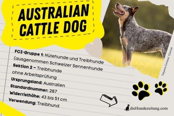 FCi Klassifizierung Australian Cattle Dog
