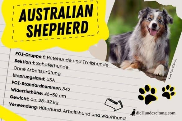 FCI Klassifizierung Australian Shepherd