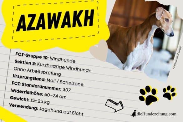 Der Azawakh ist ein afrikanischer Windhund mit Ursprung in der Sahelzone.