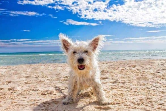 Ein weißer Hund steht am Strand und im Hintergrund ist das Meer zu sehen.