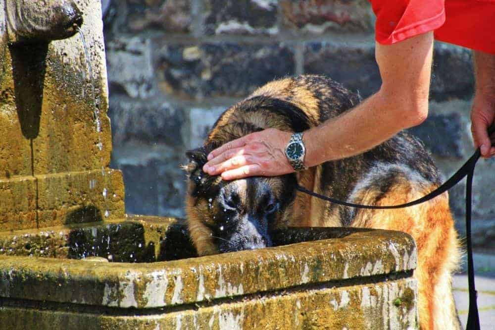 Ein Schäferhund trinkt aus einem Brunnen.