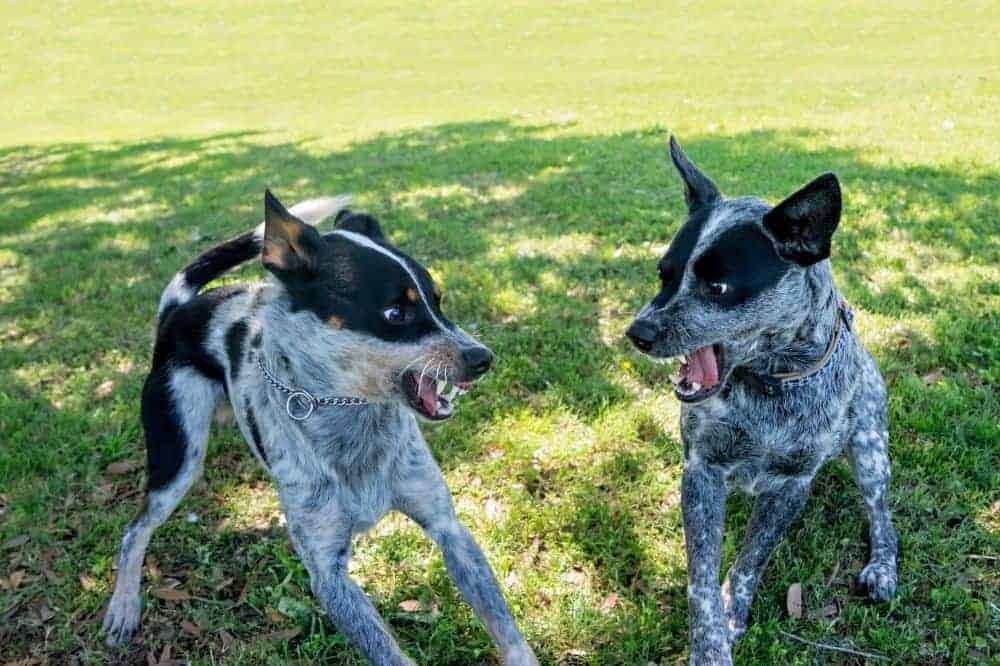 Zwei schwarz weiße Hunde stehen auf einer Hunde gegenüber und fletschen die Zähne.
