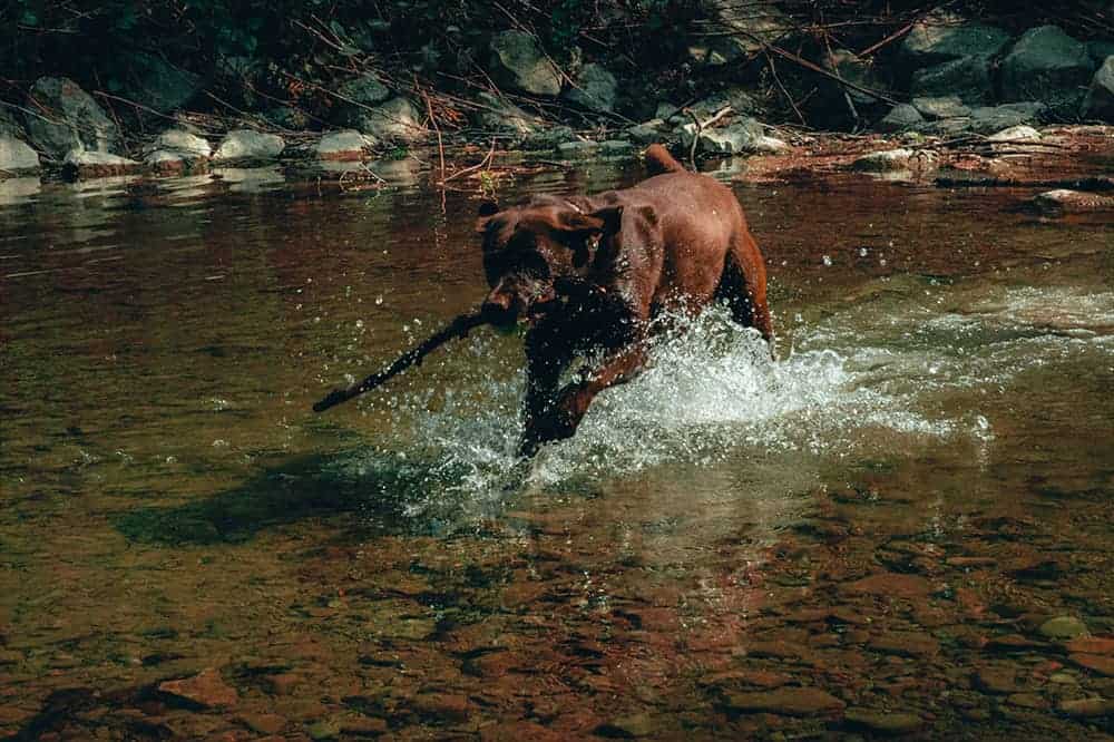 Ein brauner Hund hält ein Stöckchen im Maul und läuft durch einen Bach.