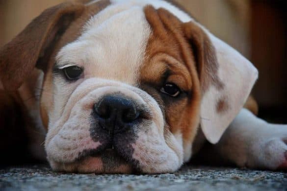 Eine Bulldogge schaut traurig in die Kamera, sie ist aber nicht von Herzwürmern befallen.