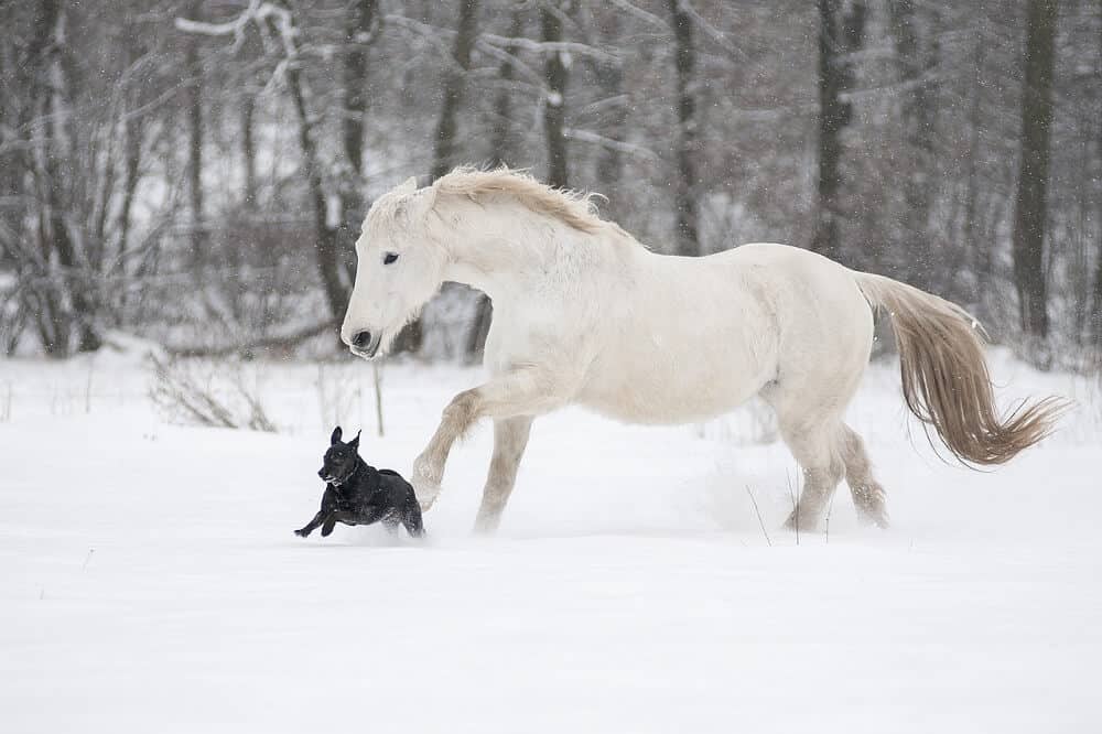 Ein Pferd und ein Hund laufen gemeinsam durch den Schnee.