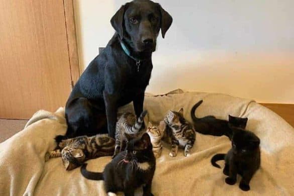 Labrador Bertie sitzt mit seinen sieben "Kindern", sieben kleinen Kätzchen, in einem großen Hundebett.