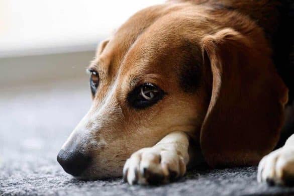 Ein Beagle liegt auf dem Teppich und hat die Schnauze mit traurigem Blick auf die Pfoten gestützt.
