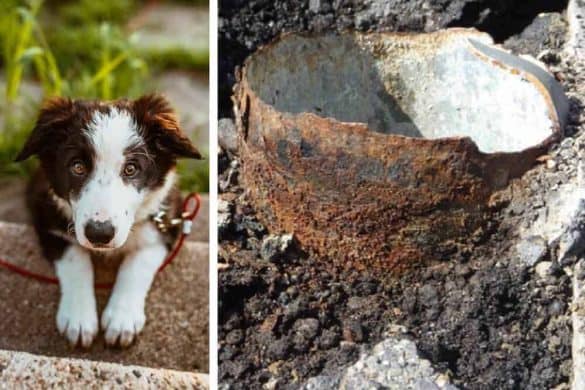 Ein unschuldig dreinsehender Hundewelpe und ein Bild der Polizei Japan der verrosteten Basis des gefallenen Ampelmasten.