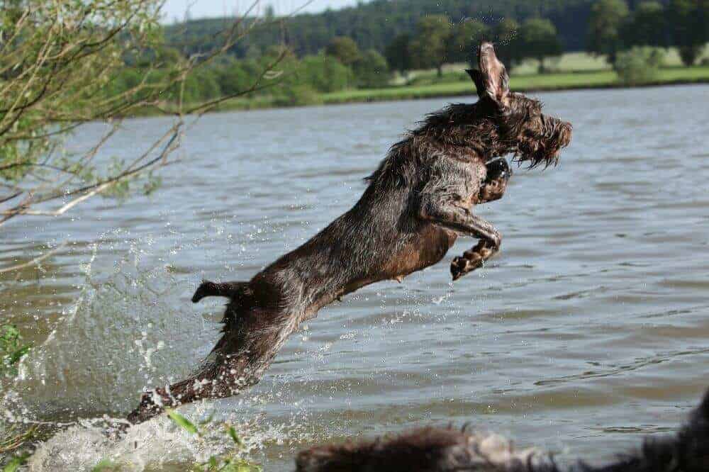Ein Spinone Italiano springt mit fliegenden Ohren ins Wasser.