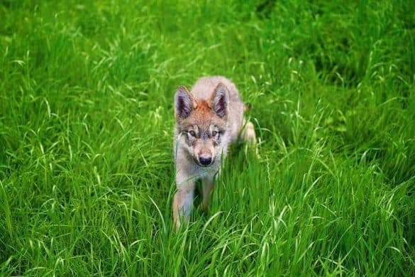 Ein Wolfswelpe geht durchs hohe Gras.