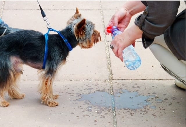 Ein Yorkie bekommt von einer Trinkflasche Wasser zum Trinken.