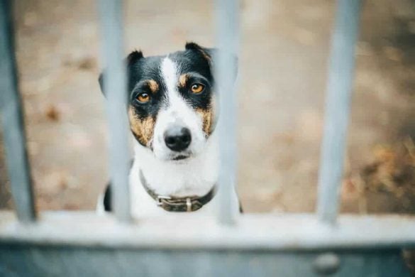 Ein Hund sitzt traurig hinter Gittern.