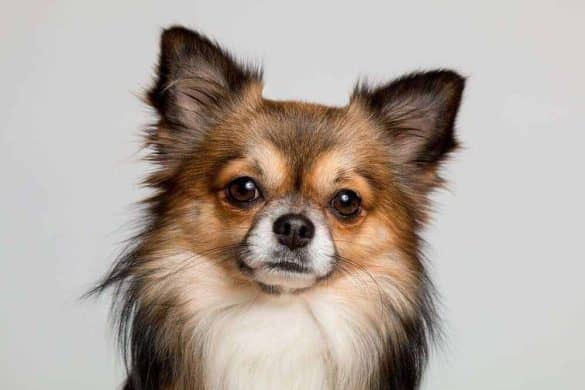 Ein Chihuahua in Tricolor schaut in die Kamera.