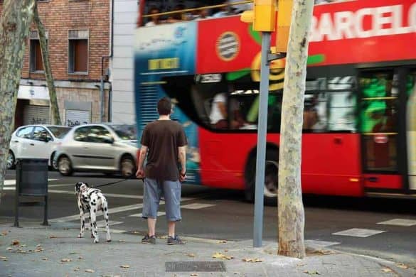 Ein Dalmatiner an der Leine steht vor einem roten Bus.