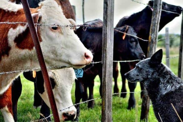 Eine Kuh und ein Hund betrachten sich durch den Weidezaun.