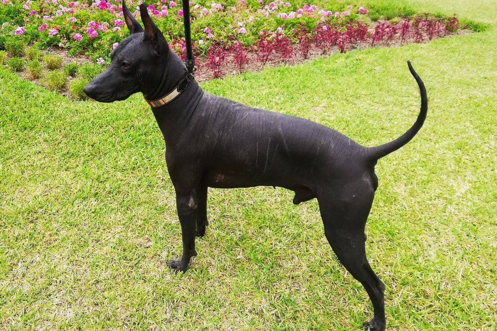 Ein dunkler peruanischer Nackthund steht im gemähten Gras.
